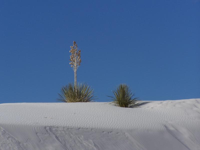 Mental Health Rehab Services Yucca